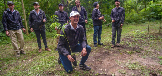 mercedes plantar arbol